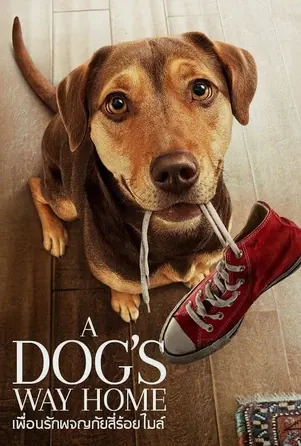 A Dog's Way Home เพื่อนรักผจญภัยสี่ร้อยไมล์ (2019)